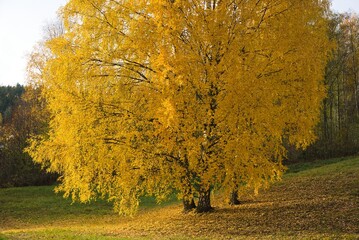 Yellow trees in autumn