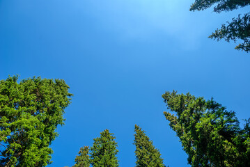 Healthy green trees in a forest of old spruce, fir and pine trees in wilderness of a national park. Sustainable industry, ecosystem and healthy environment concepts and background