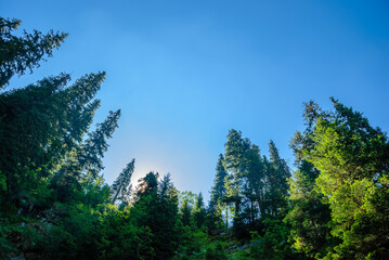 Healthy green trees in a forest of old spruce, fir and pine trees in wilderness of a national park. Sustainable industry, ecosystem and healthy environment concepts and background