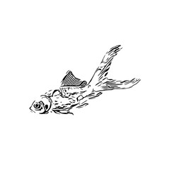black and white drawing sketch of a goldfish with a transparent background