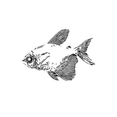 black and white drawing sketch of a goldfish with a transparent background