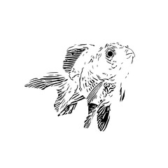 black and white drawing sketch of a goldfish with a transparent background