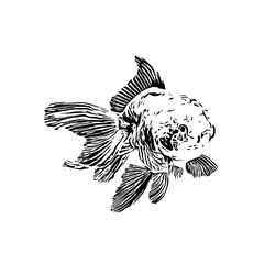 black and white drawing sketch of a goldfish with a transparent background