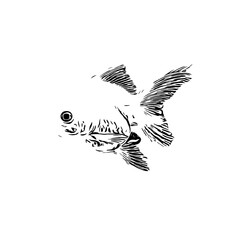 black and white drawing sketch of a goldfish with a transparent background