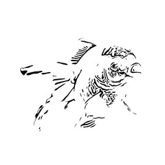 black and white drawing sketch of a goldfish with a transparent background