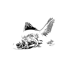 black and white drawing sketch of a goldfish with a transparent background