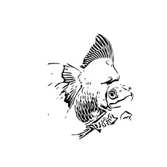 black and white drawing sketch of a goldfish with a transparent background