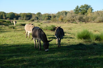 FU 2021-10-24 WahnGeister 274 Auf der Wiese grasen Esel