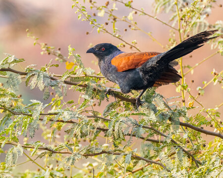 A Greater coucal on a tree taking off
