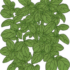 Creative Basil digital illustration 