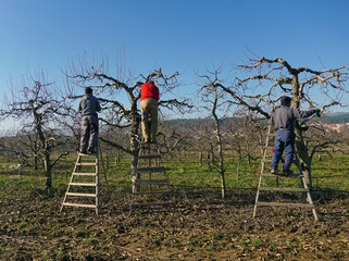 Winter pruning of apple tree agriculture concept, three pruners, team of three unrecognizable persons - 556500784