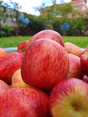 apples on the ground