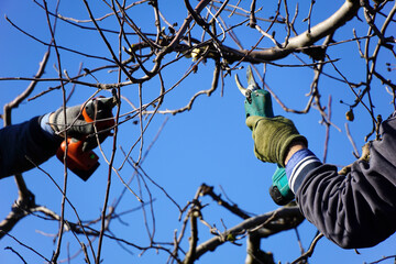 Winter pruning of apple tree agriculture concept .two pruners with electric secateurs - 556500791