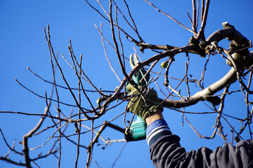 Winter pruning of apple tree with electric secateurs , agriculture concept - 556500794