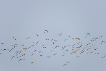 Wetland birds