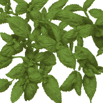 Creative Holy Basil Digital Illustration 