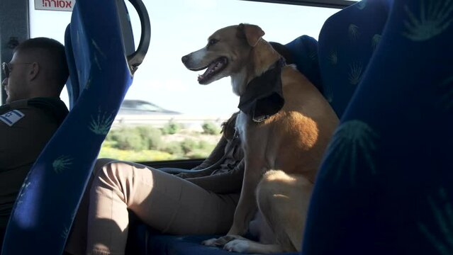 Dog and owner riding a bus. Animal on public transportation. Guide dog for people with disabilities. A cute pet traveling with a girl. Loyal friend.