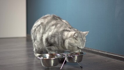 The hostess pours dry food into a bowl for the cat. Purebred gray cat of the British breed eats...