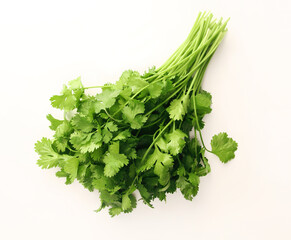 Fresh cilantro bunch on white background.