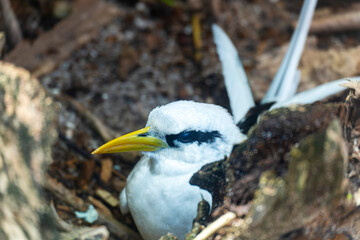 White Tailed Tropicbird (Phaethon lepturus).at Cousin Island, Seychelles, Indian Ocean, Africa