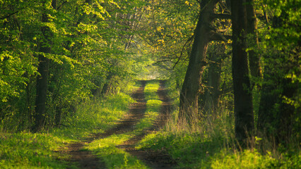 spring forest in the morning