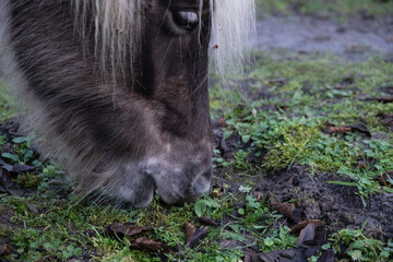 Head of an Icelandic horse or Icelander with white eyelashes and mane grazes in a bare meadow in winter
