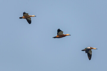 Ruddy shelduck