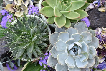 Succulents in pots from a top view with purple flowers