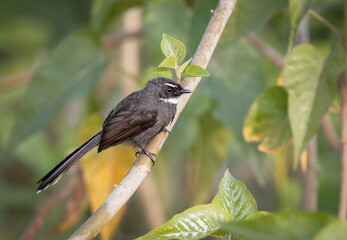 white throated fantail is a small passerine bird belonging to the family Rhipiduridae.