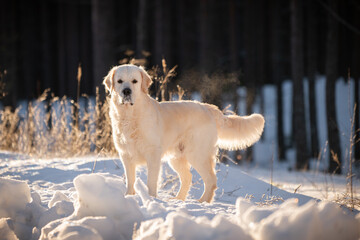 Beautiful golden retriever posing for pictures in winter.