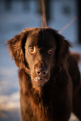 Beautiful chocolate flat-coated retriever posing for picutres.