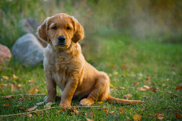 Beautiful puppy of a working line golden retriever.