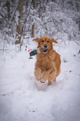 Beautiful golden retriever dog carrying a training dummy in its mouth in winter.
