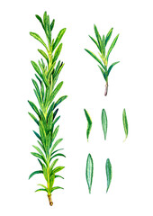 Rosemary set with leaves and sprigs on a white background. Watercolor illustration. Hand drawn botanical spices for cooking of provencal herbs. For design, booklets, restaurant menus.