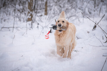 Beautiful golden retriever dog carrying a training dummy in its mouth in winter.