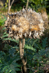artichaut fané en hiver