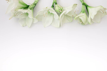 Obraz na płótnie Canvas Lily flowers on a white background isolated, flat lay.