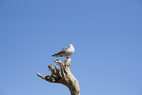 Red-billed gull on driftwood against blue sky