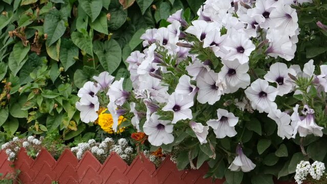Purple pink white flower petunia and white Alyssum flowers, Sweet Alice Lobularia Maritima on home garden	
