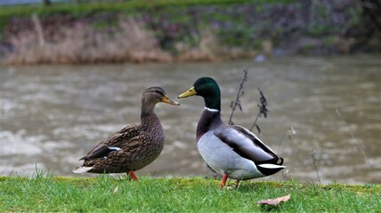 Two ducks in symmetry