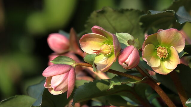 Helleborus  Angel glow, rosa di Natale