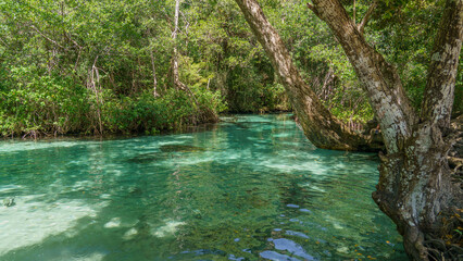 Naklejka premium River with crystal clear turquoise water. Tropical river with mangroves.