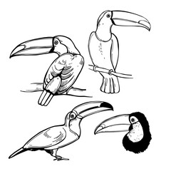 Sketch toucan. Vector illustration.