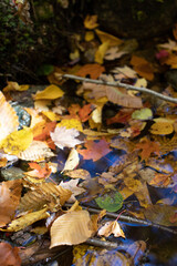 Fall Foliage - New Hampshire - White Mountains - Mt Garfield