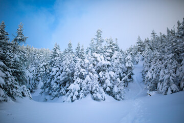 White Mountains - Mt Washington - Winter Snow Covered Trees - New Hampshire - obrazy, fototapety, plakaty