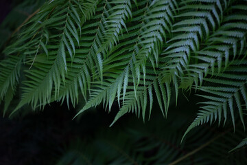 Fern leaves background with dark copy space for text at the bottom. Closeup