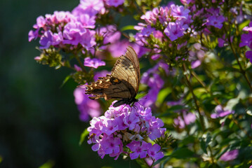 swallowtail on purple flowers