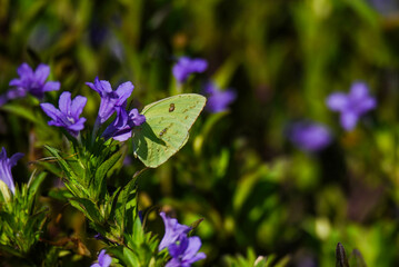 green butterfly on purple flowers