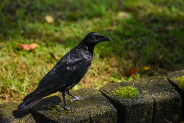 raven on the rocks