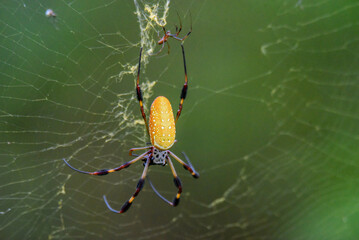 Louisiana giant yellow spider on her web
